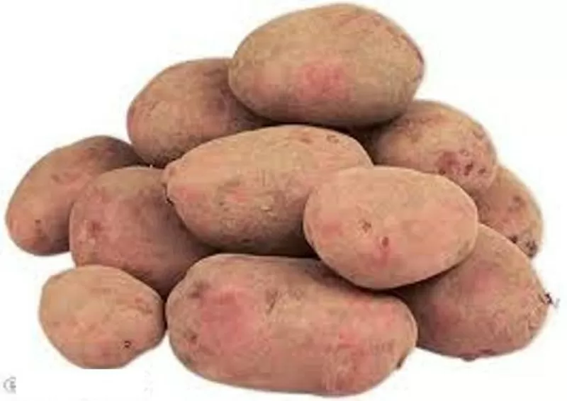 Куплю красную картошку 10 мешков по 30-50 тенге за 1 кг.в Алматы. 