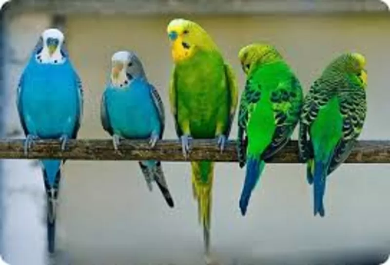 продаются попугаи разных видов 4