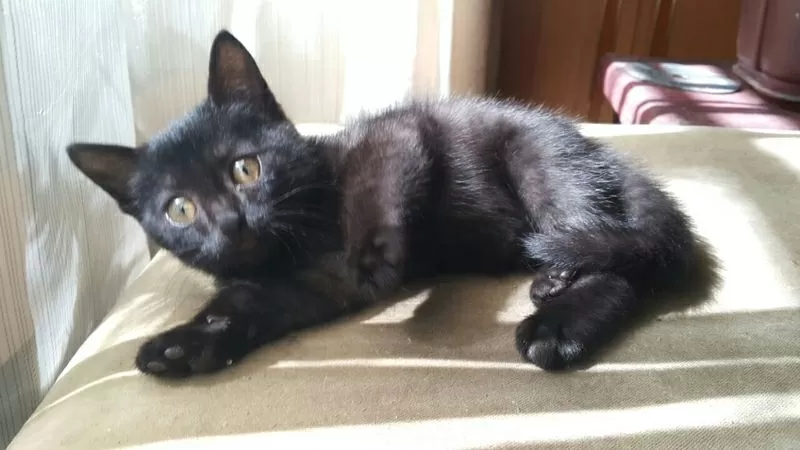 Черный котенок 3