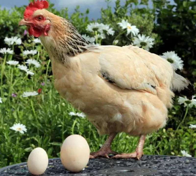Домашние продукты: яйца, птица, кролик, перепела