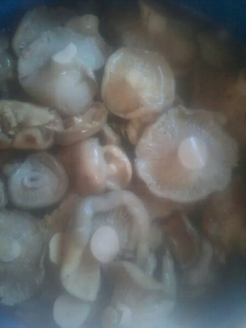 Продам грибы грузди