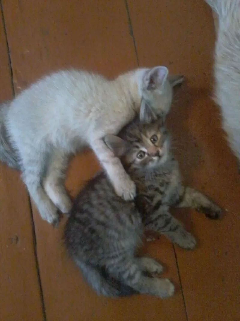 Чистоплотные и ласковые котята-девочки от кошки крыселовки