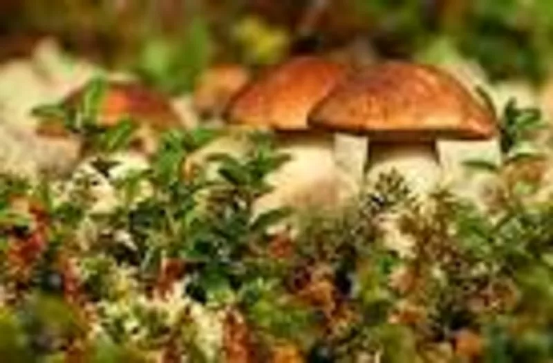 Мицелий грибов вешанки