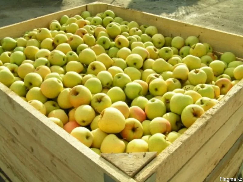 продажа яблок в Алматы 