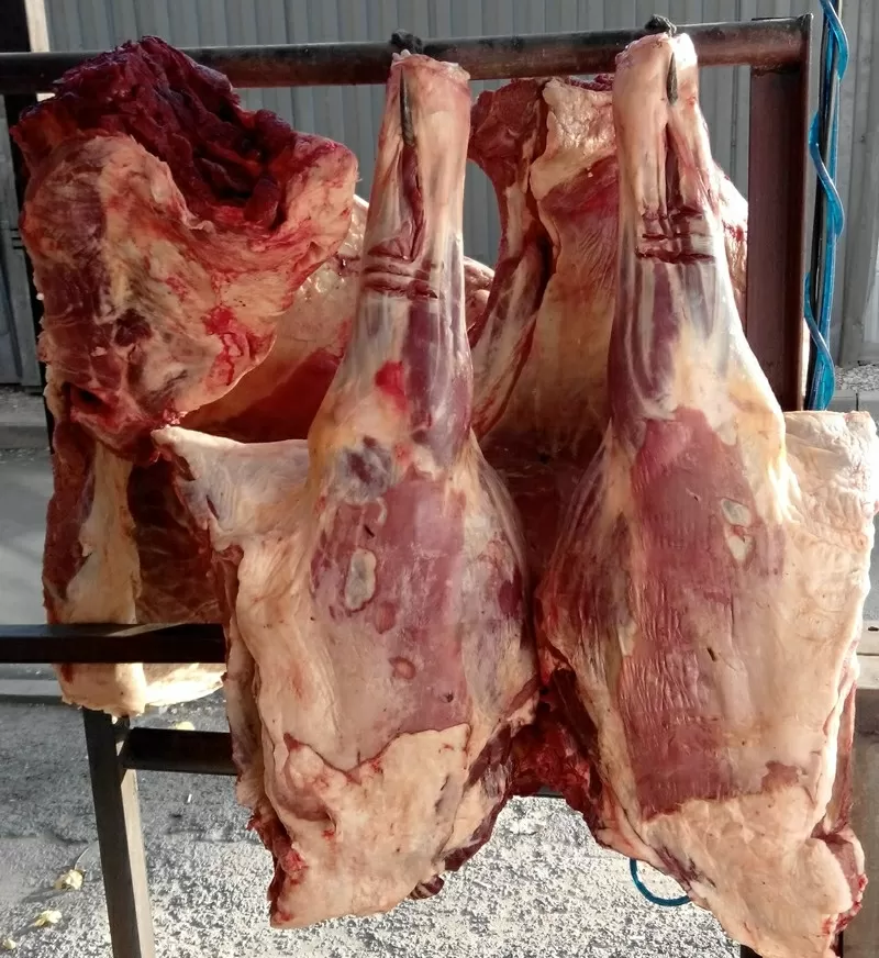 мясо конина говядина и баранина свежое  Вкусное  оптом и в розницу  8