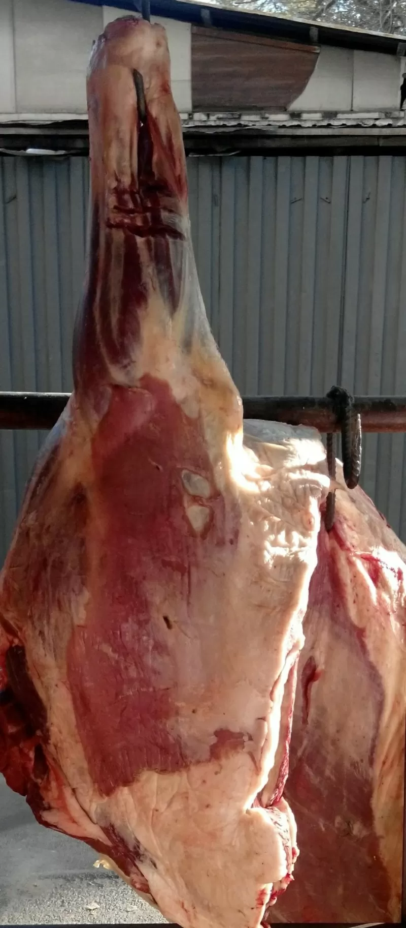 мясо конина говядина и баранина свежое  Вкусное  оптом и в розницу 