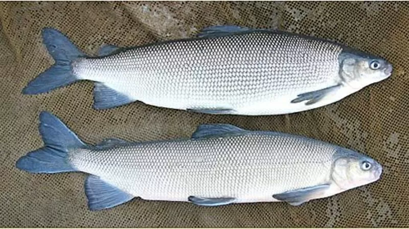  Свежемороженая рыба из Якутии 4