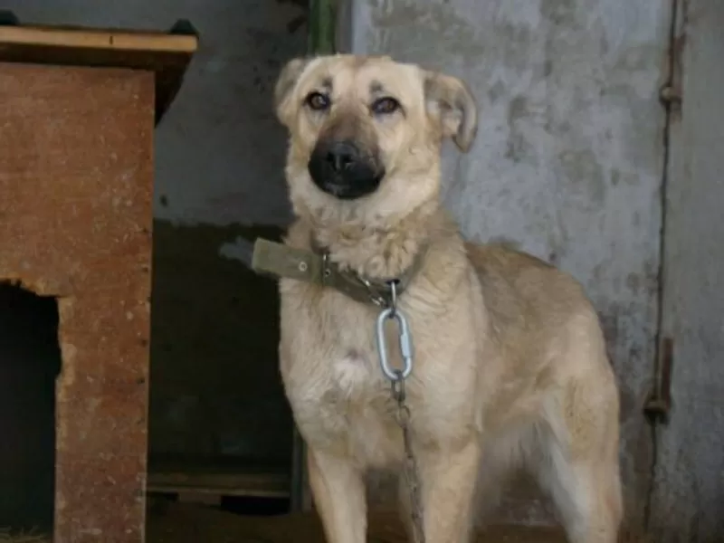 Собаки и щенки для охраны дома в Алматы 2