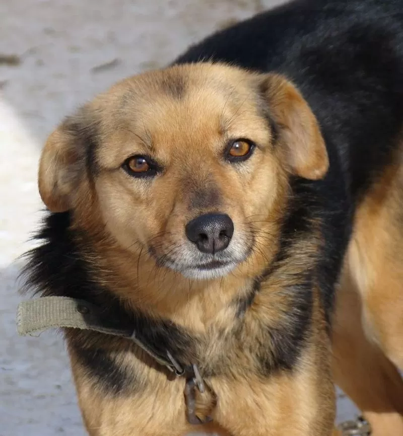 Собаки и щенки для охраны дома в Алматы 8