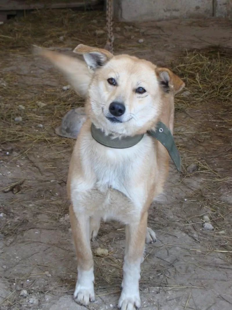 Собаки и щенки для охраны дома в Алматы 12