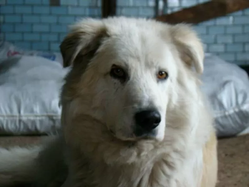 Собаки и щенки для охраны дома в Алматы 14
