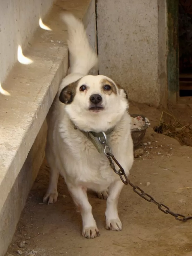 Собаки и щенки для охраны дома в Алматы 15