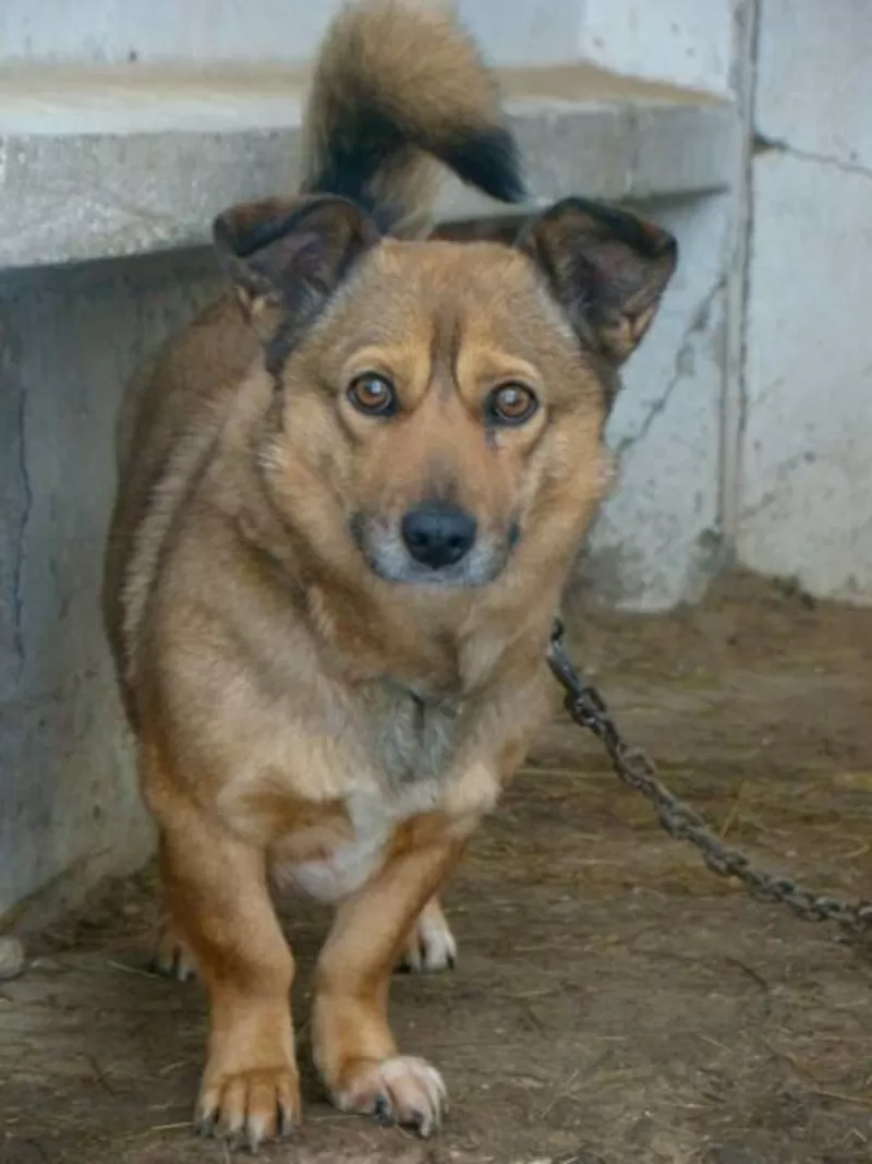 Собаки и щенки для охраны дома в Алматы 16
