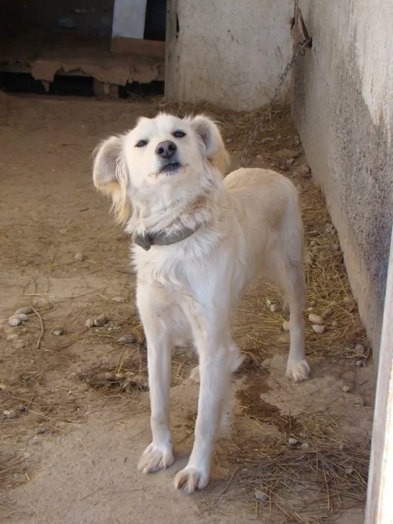 Собаки и щенки для охраны дома в Алматы 17