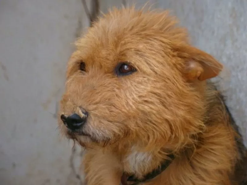 Собаки и щенки для охраны дома в Алматы 19