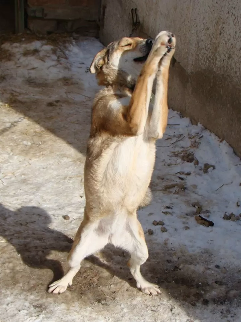 Собаки и щенки для охраны дома в Алматы 20