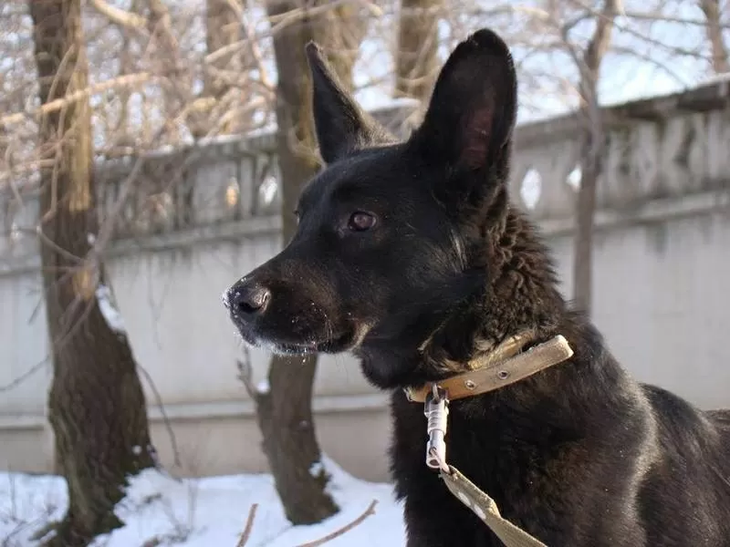 Собаки и щенки для охраны дома в Алматы 22