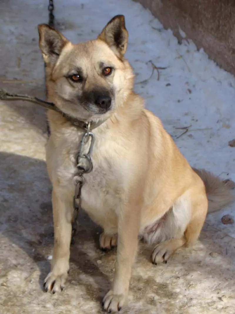 Собаки и щенки для охраны дома в Алматы 23