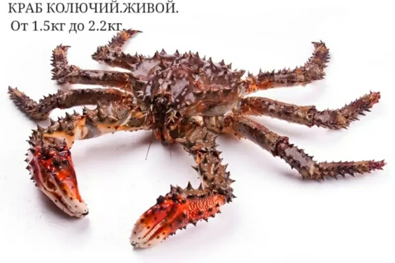 Продам живые морепродукты. 9