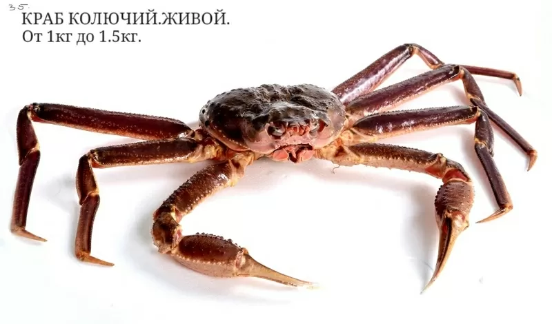 Продам живые морепродукты. 11