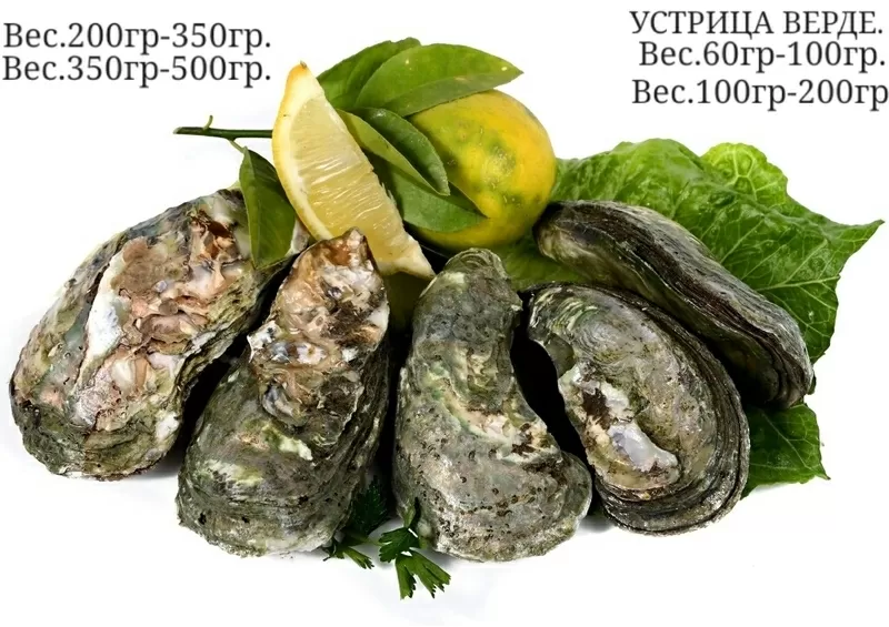 Продам живые морепродукты. 18