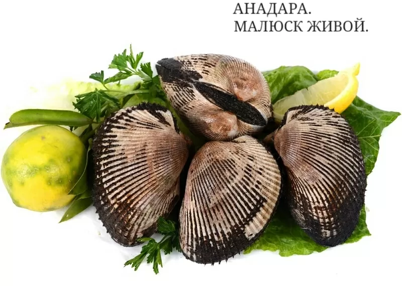 Продам живые морепродукты.