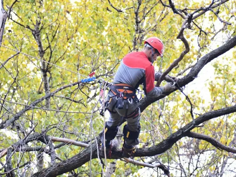 Вырубка аварийных деревьев