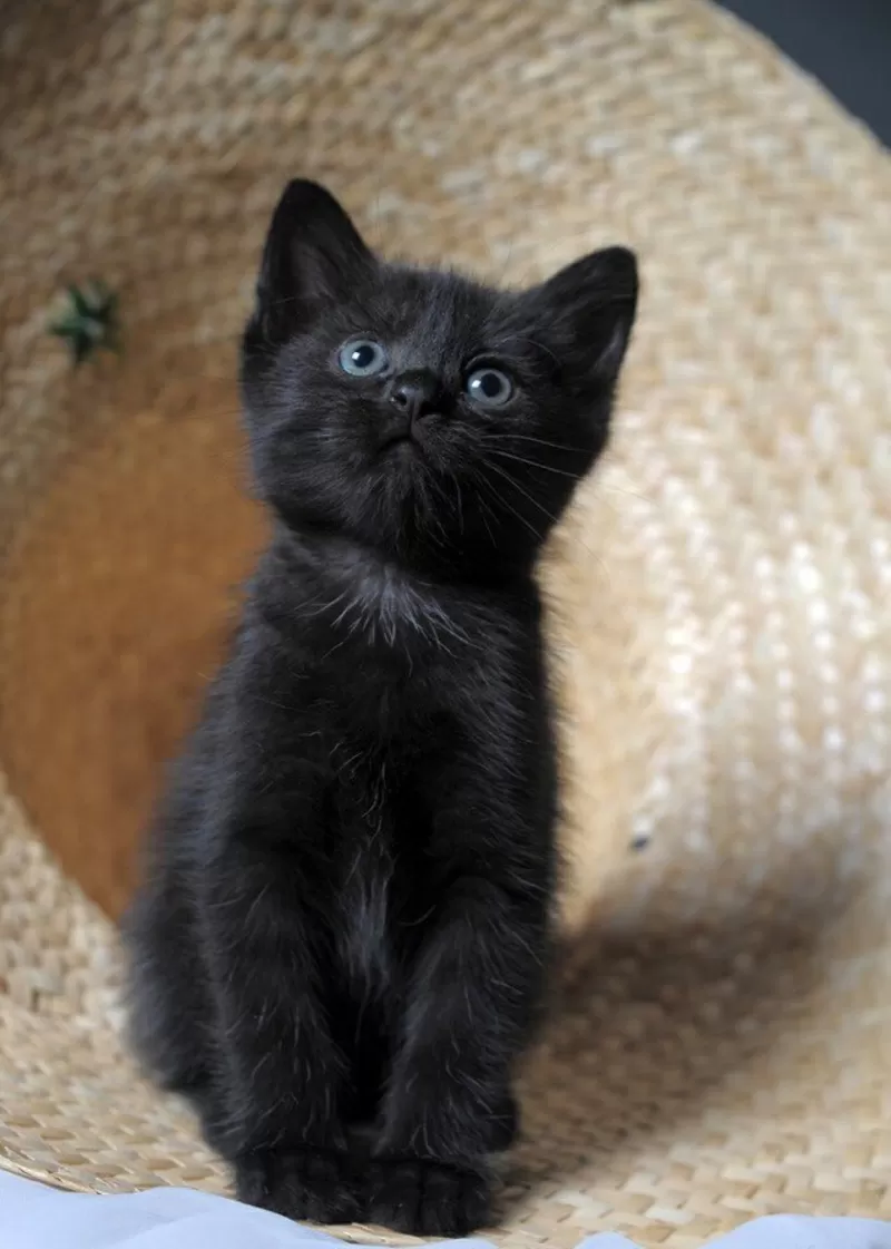 Ищут дом и семью черненькие котята.