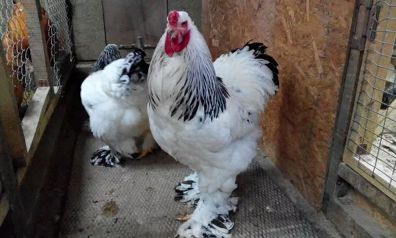 Цыплят породистых 2