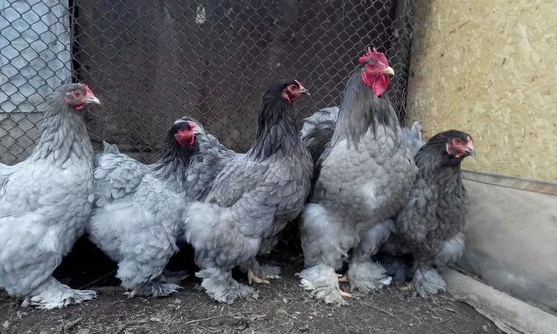 Цыплят породистых 4