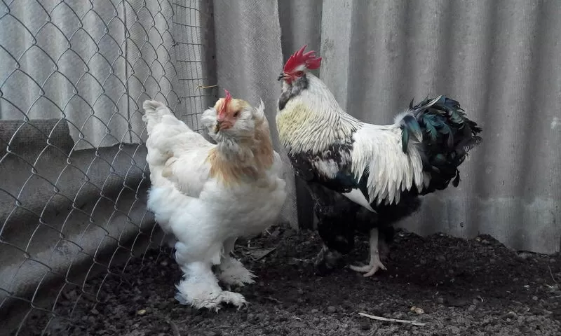 Цыплят породистых 6