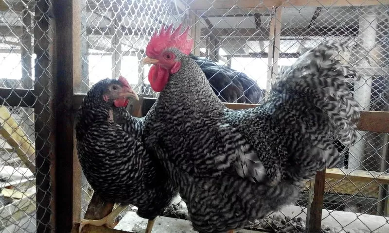 Цыплят породистых 9