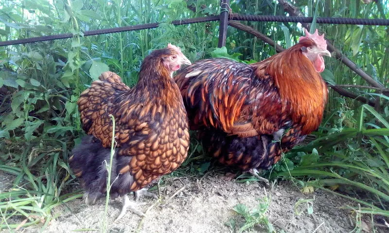 Цыплят породистых 11