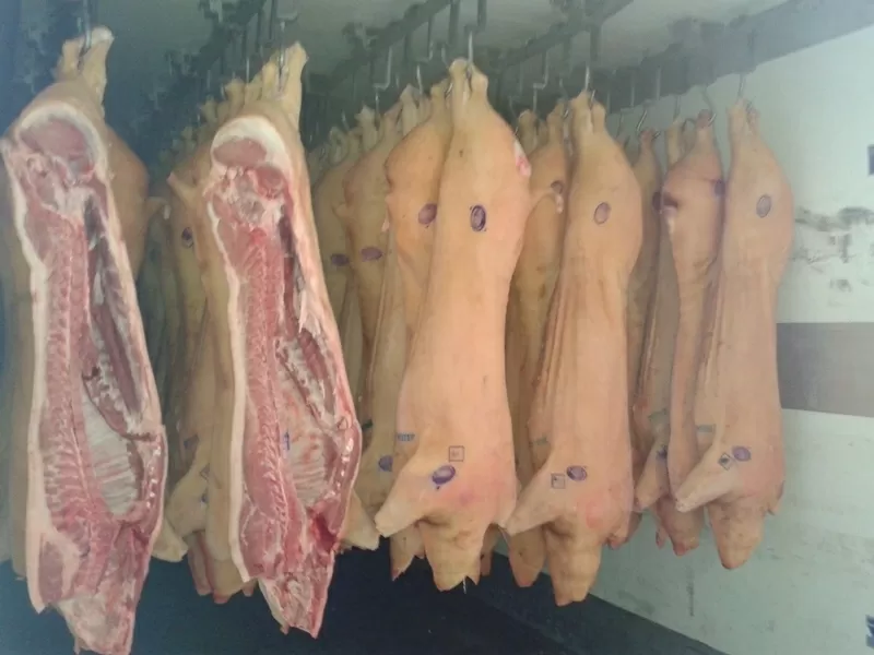 Продам: свинина охл. от производителя в Казахстане