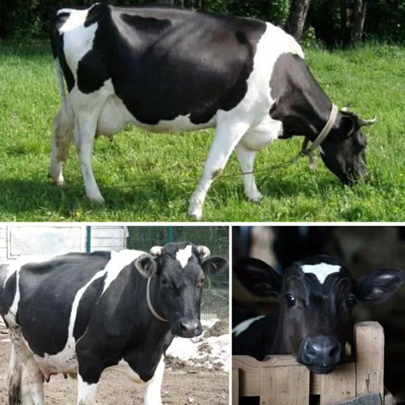 Коровы,  Телки,  нетели. черно пестрой породы  молочное направление