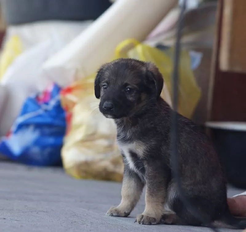 Собаки и щенки. Надежные друзья и охранники для дома и семьи в Алматы