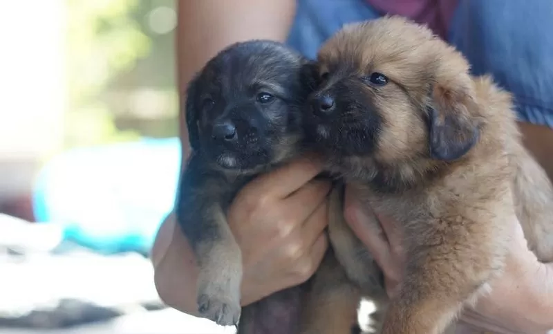 Собаки и щенки. Надежные друзья и охранники для дома и семьи в Алматы 3