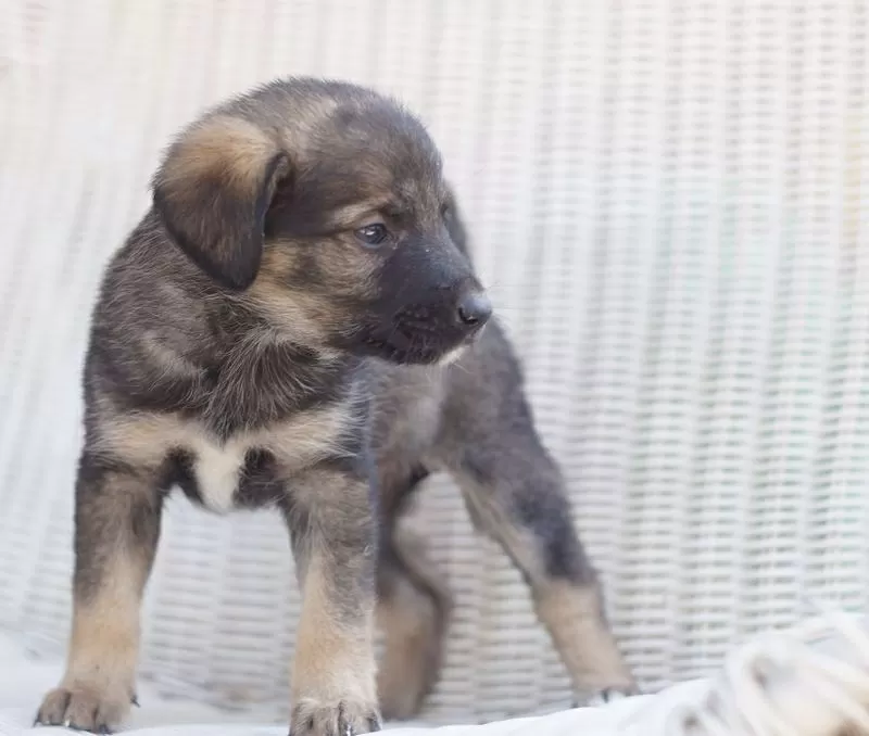 Собаки и щенки. Надежные друзья и охранники для дома и семьи в Алматы 4