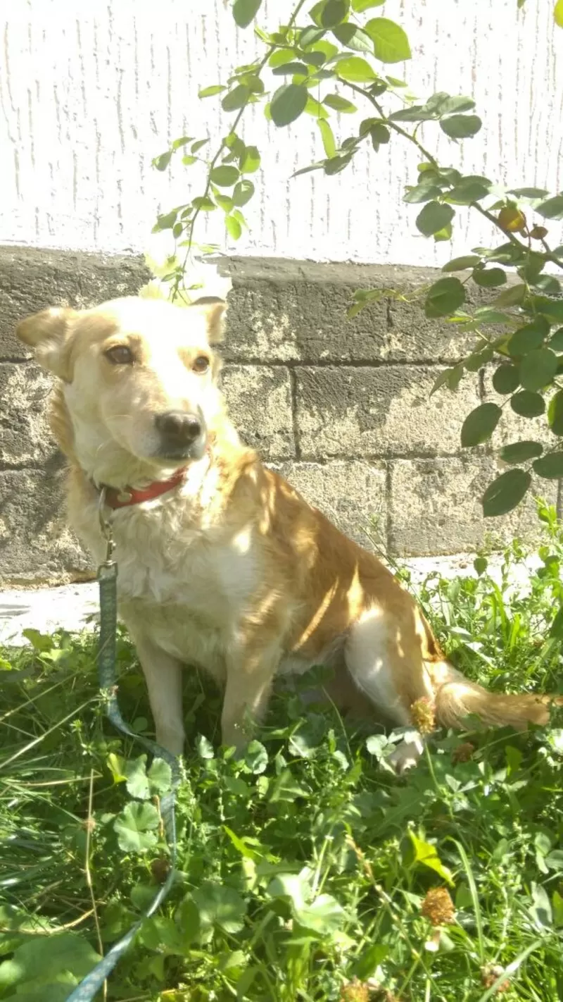 Собаки и щенки. Надежные друзья и охранники для дома и семьи в Алматы 10