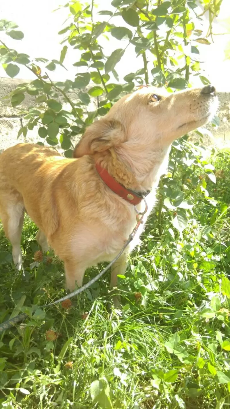Очень умная собака для хороших людей и охраны двора в Алматы 3