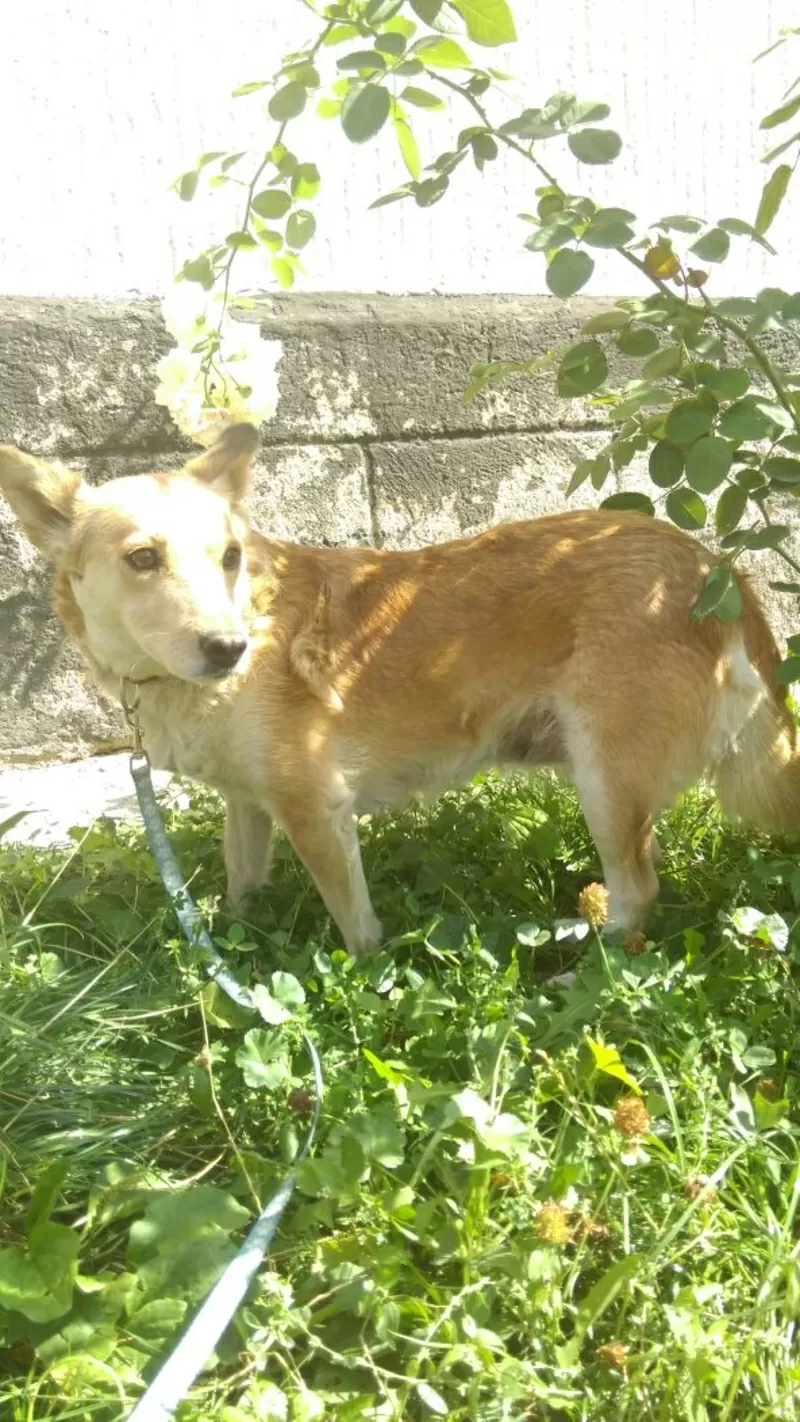 Очень умная собака для хороших людей и охраны двора в Алматы 4