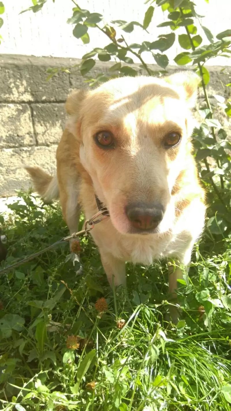 Очень умная собака для хороших людей и охраны двора в Алматы 5