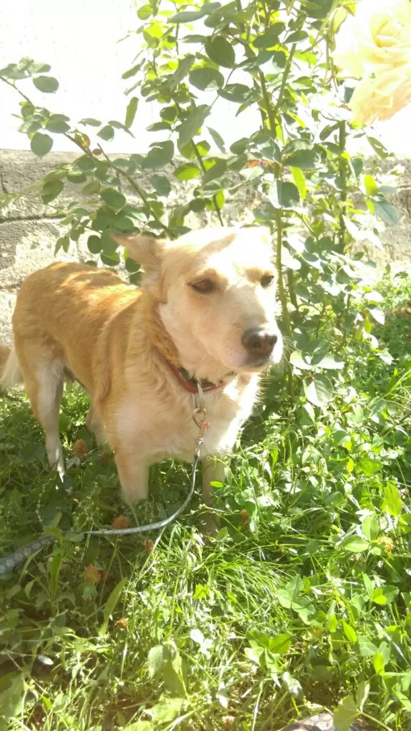 Очень умная собака для хороших людей и охраны двора в Алматы 6