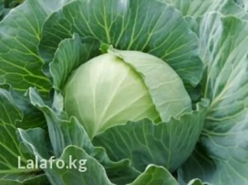 Продам позднюю зимнюю капусту в Бишкеке с поля,  1, 5 га,  хороший урожай