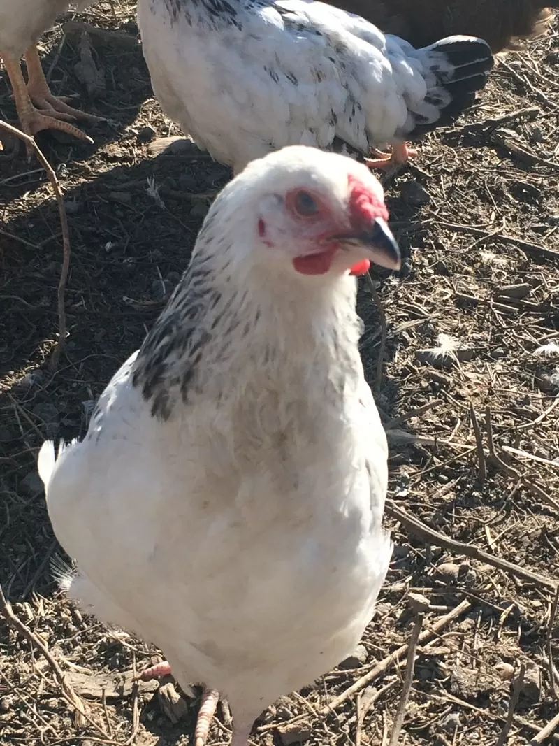 продам кур несушек 