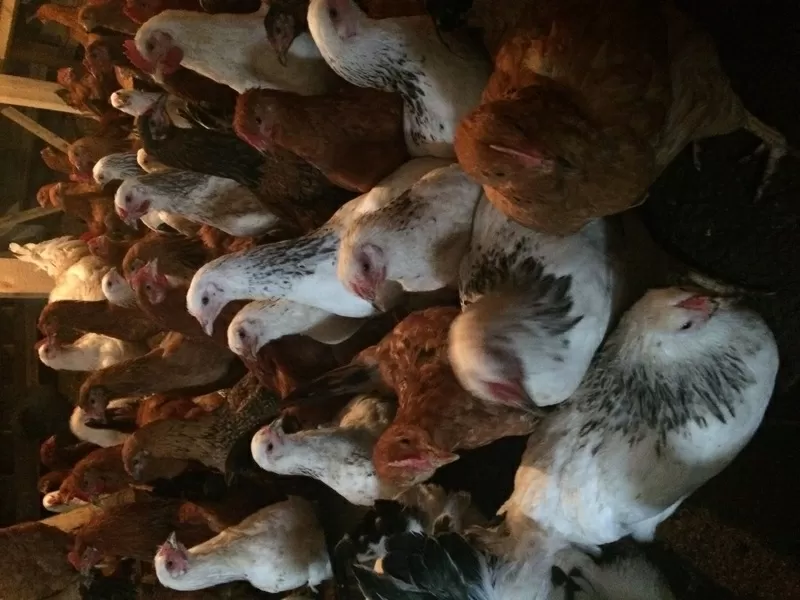 продам кур несушек  6