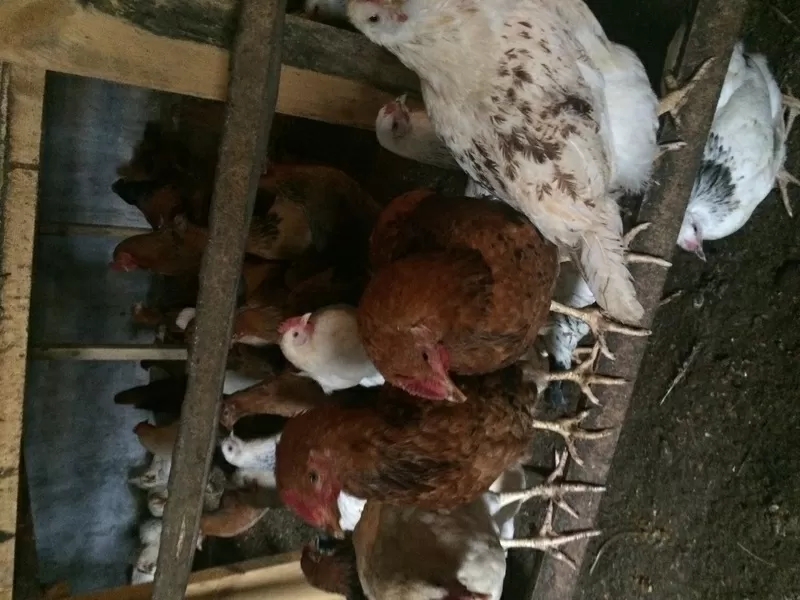продам кур несушек  4