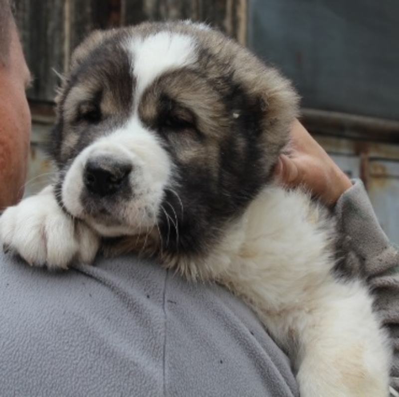 Собаки в Алматы. Продажа собак в Алматы. Щенята цены в Талдыкоргане. Купить собаку в алматы