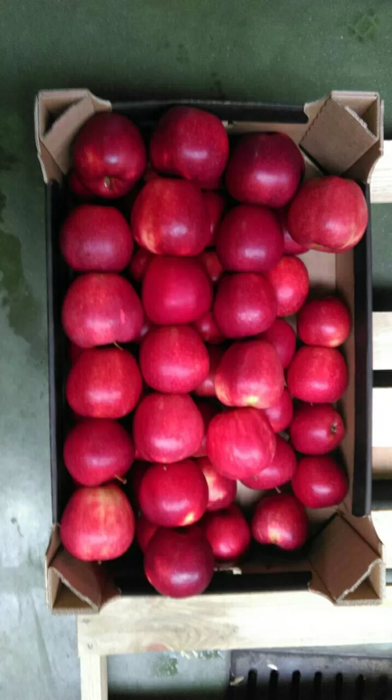 Продам яблоки из Польши 4