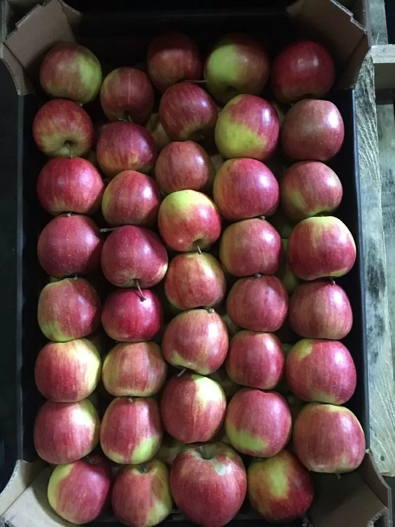 Продам яблоки из Польши 3